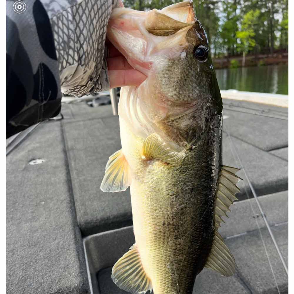 A typical post-spawn Clarks Hill bass