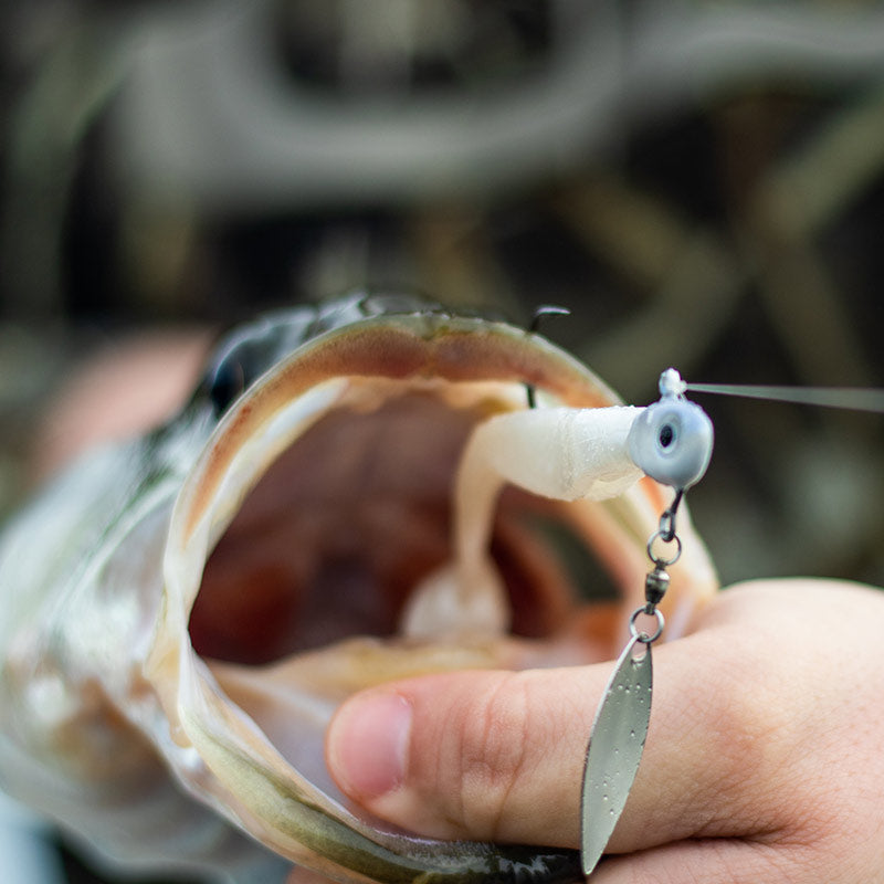 AHQ INSIDER Clarks Hill (GA/SC) Spring Fishing Report – Updated January 16