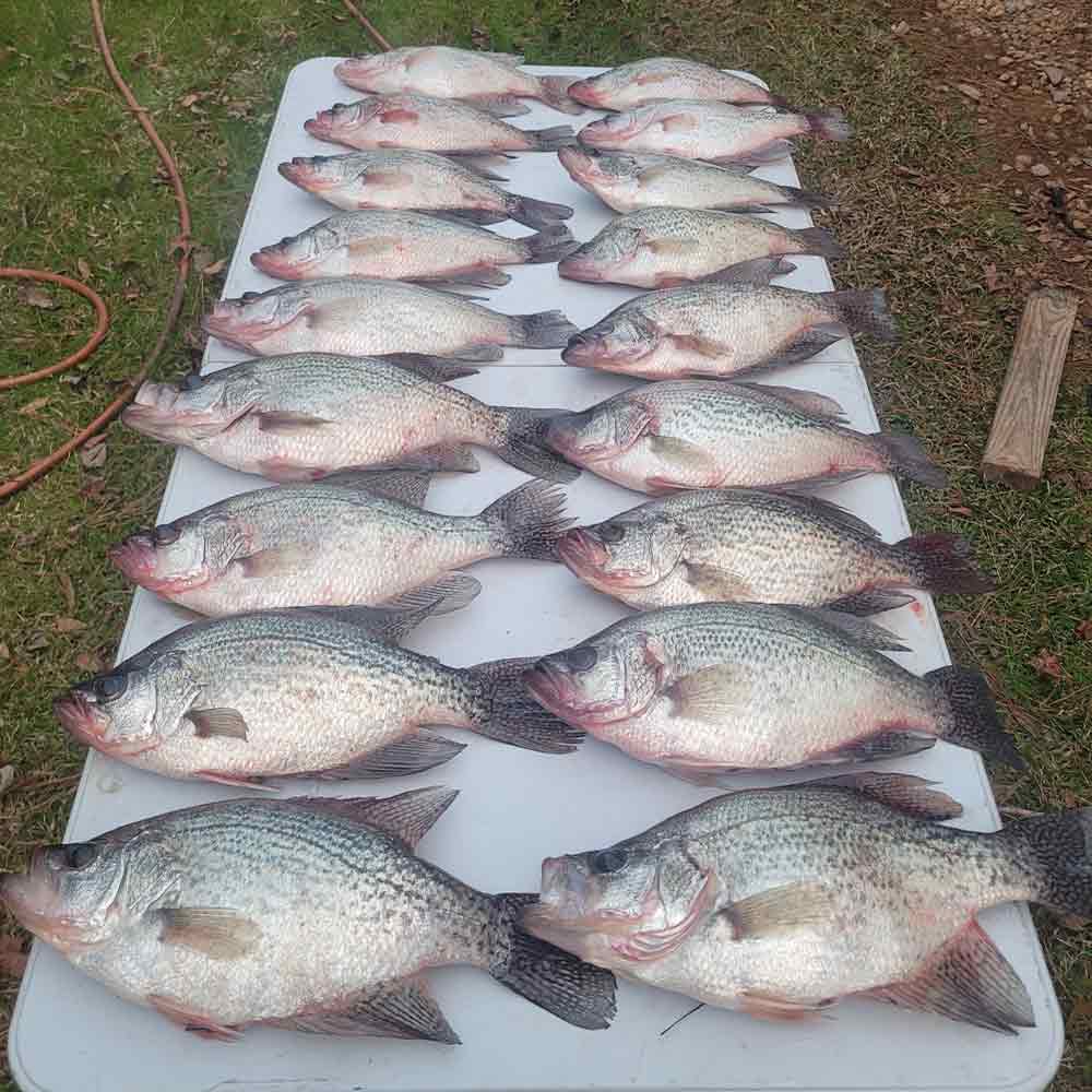 AHQ INSIDER Clarks Hill (GA/SC) 2026 Week 9 Fishing Report – Updated February 26