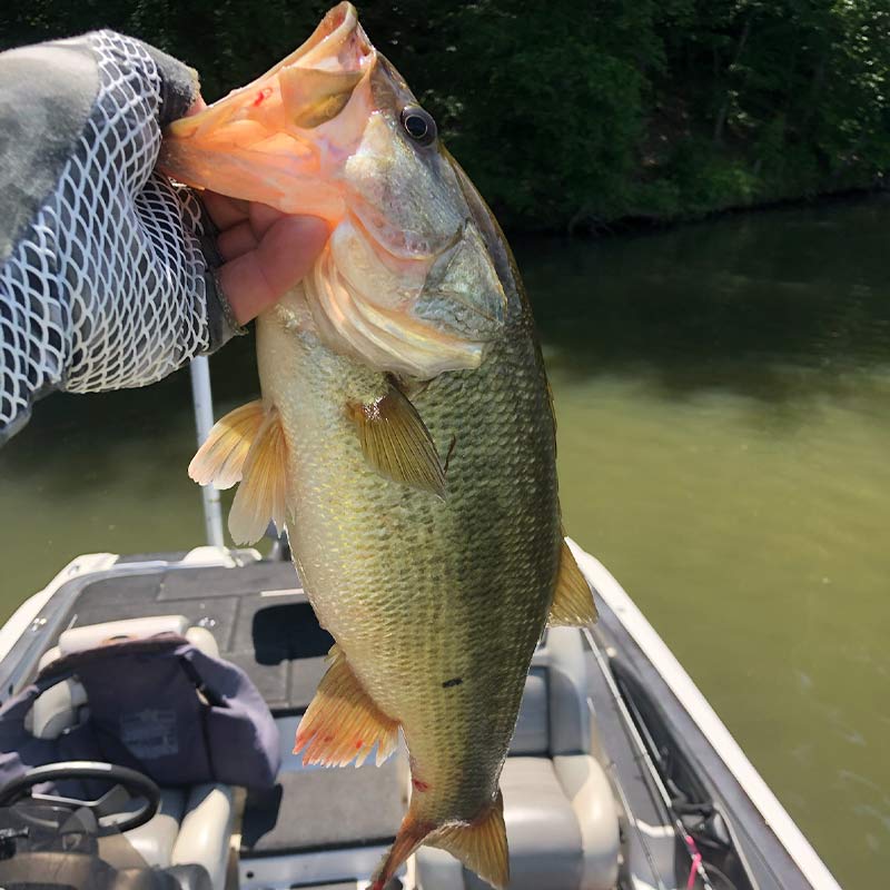 AHQ INSIDER Clarks Hill (GA/SC) 2022 Week 45 Fishing Report – Updated November 10