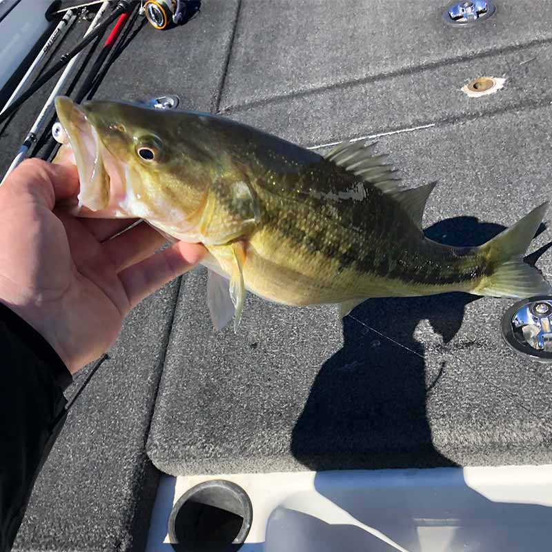 AHQ INSIDER Clarks Hill (GA/SC) 2023 Week 7 Fishing Report – Updated February 15