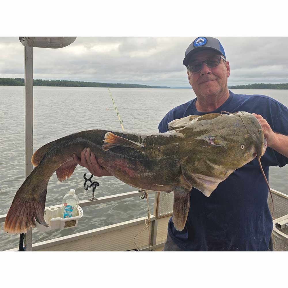 A big flathead caught this week with Captain Chris Simpson