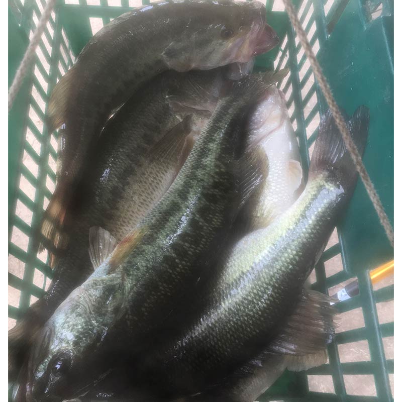 AHQ INSIDER Clarks Hill (GA/SC) Spring 2021 Fishing Report – Updated May 19
