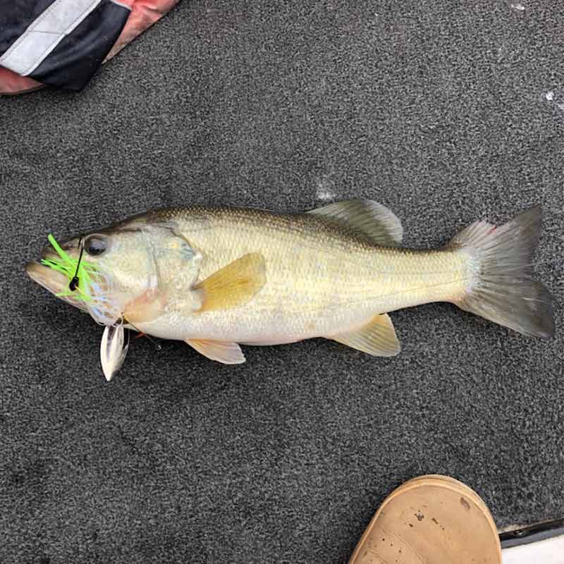 AHQ INSIDER Clarks Hill (GA/SC) Fall 2021 Fishing Report – Updated November 11