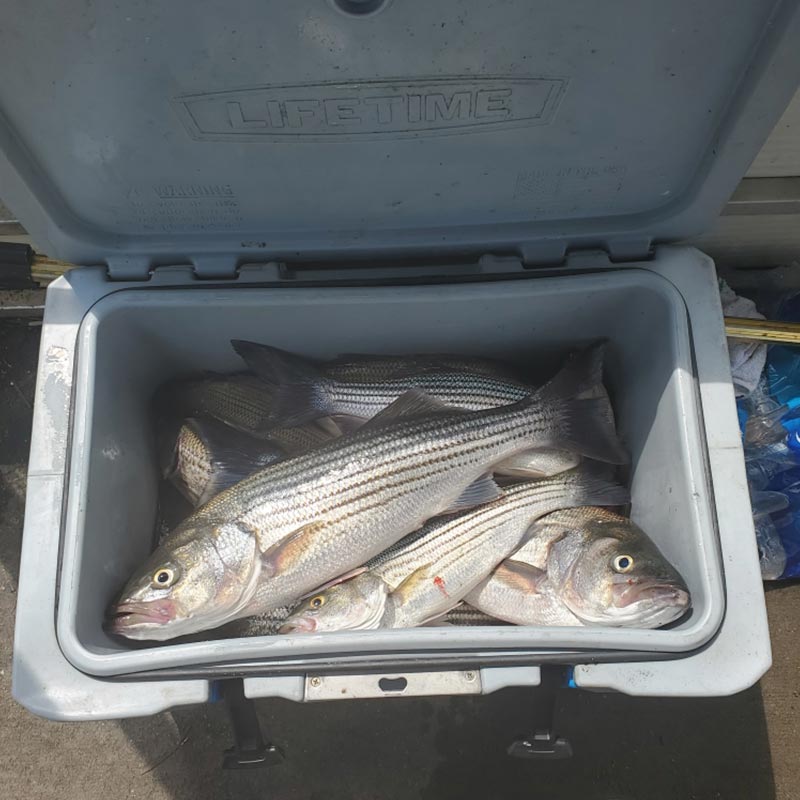 AHQ INSIDER Clarks Hill (GA/SC) Spring Fishing Report – Updated June 10