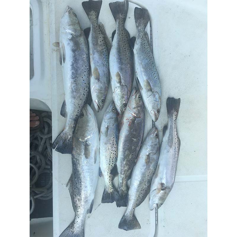 AHQ INSIDER Edisto Island (SC) Spring 2021 Fishing Report – Updated May 28