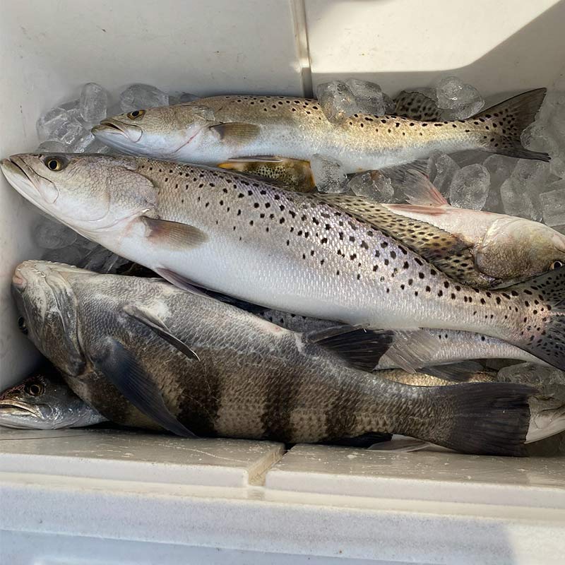 AHQ INSIDER Edisto Island (SC) Fall 2021 Fishing Report – Updated November 12