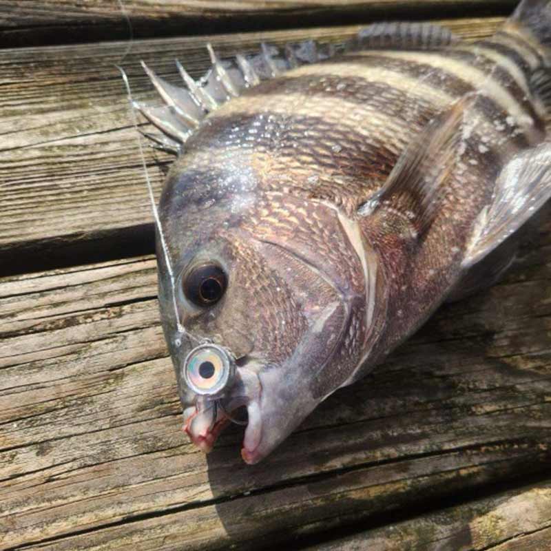 AHQ INSIDER Edisto Island (SC) 2026 Week 4 Fishing Report – Updated January 23