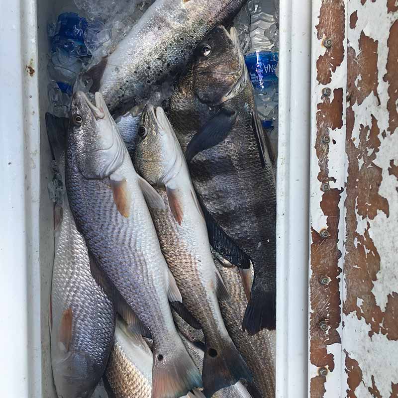 AHQ INSIDER Edisto Island (SC) Summer 2020 Fishing Report – Updated July 29