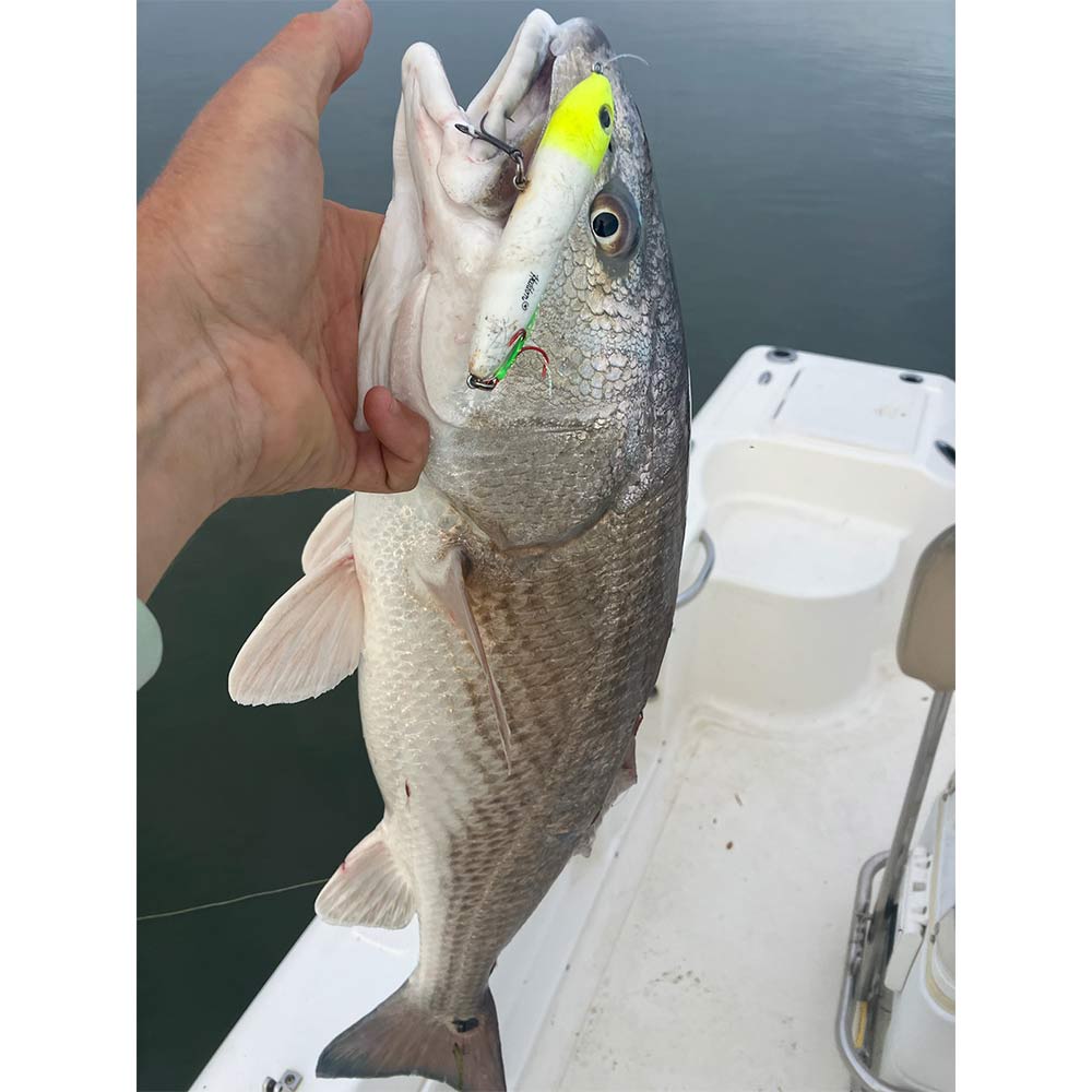 AHQ INSIDER Edisto Island (SC) 2024 Week 20 Fishing Report – Updated May 16