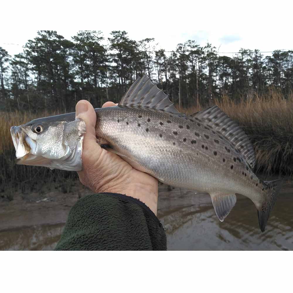 AHQ INSIDER Edisto Island (SC) 2025 Week 51 Fishing Report – Updated December 17