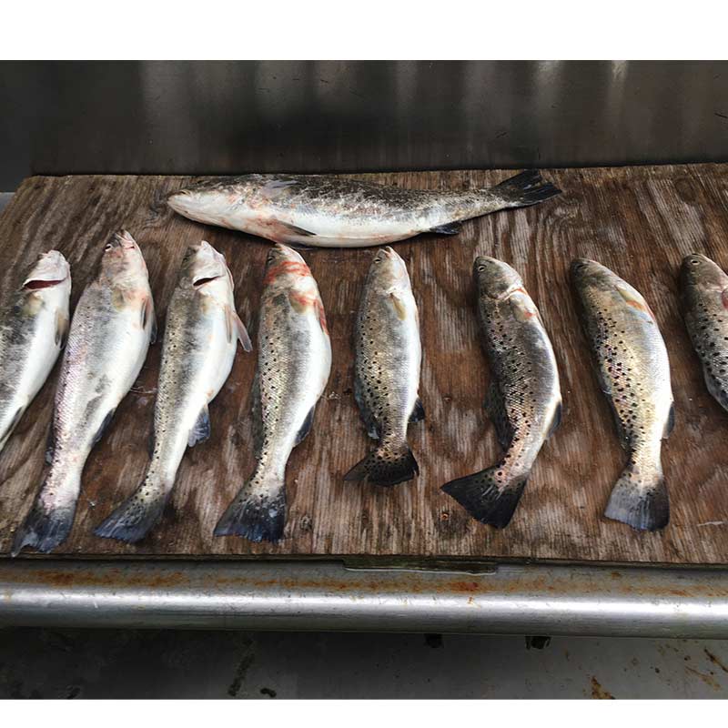 AHQ INSIDER Edisto Island (SC) Spring 2020 Fishing Report – Updated May 28