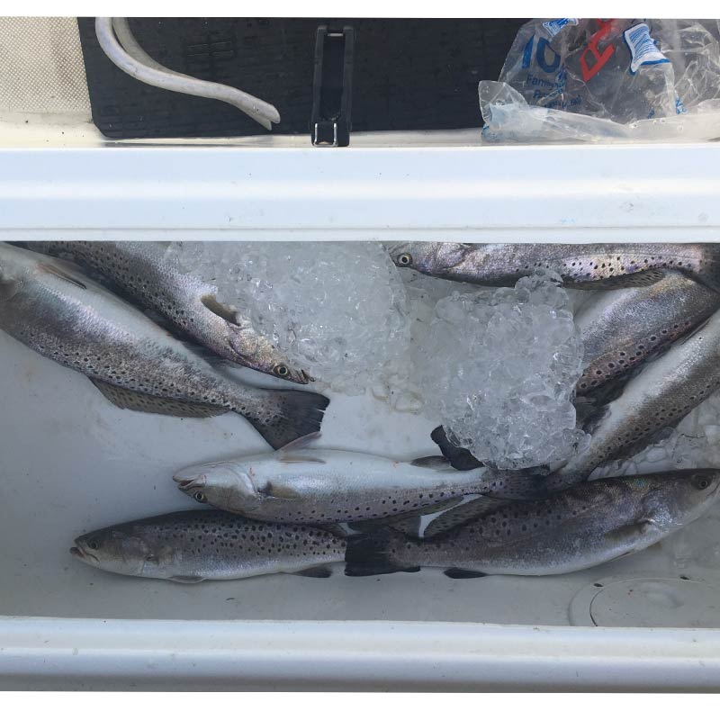 AHQ INSIDER Edisto Island (SC) Spring 2021 Fishing Report – Updated February 24