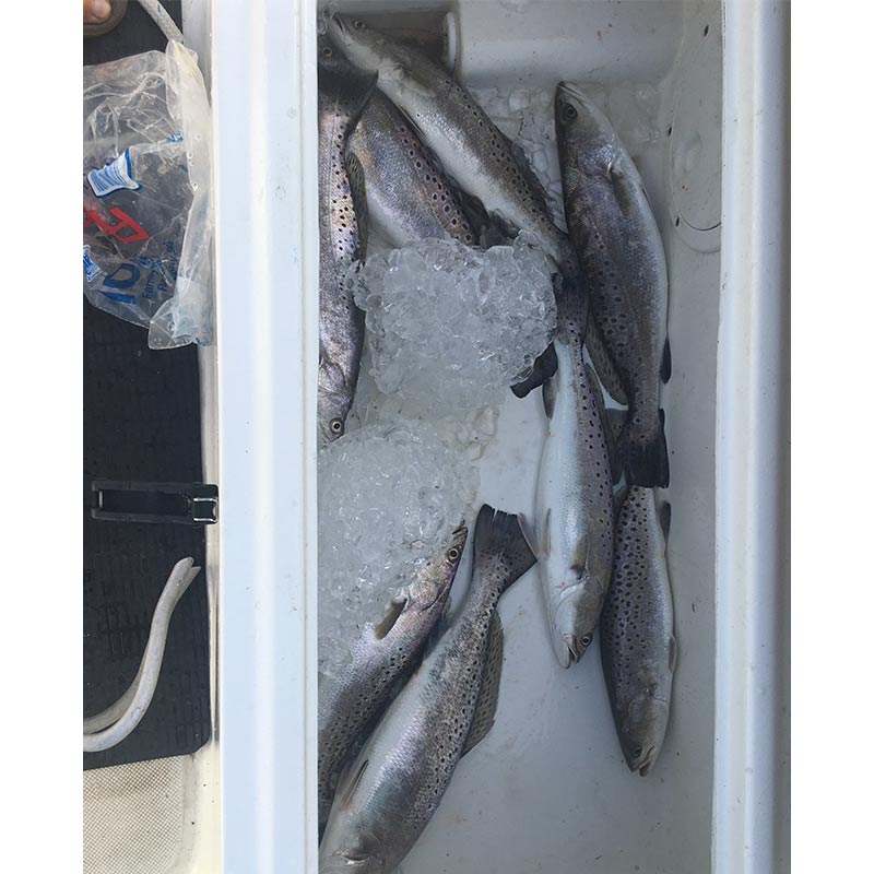 AHQ INSIDER Edisto Island (SC) Summer 2021 Fishing Report – Updated July 22