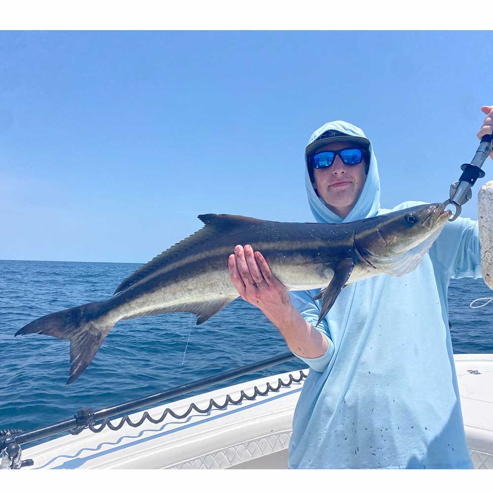A nice cobia caught on live bottom this week with Captain Addison Rupert