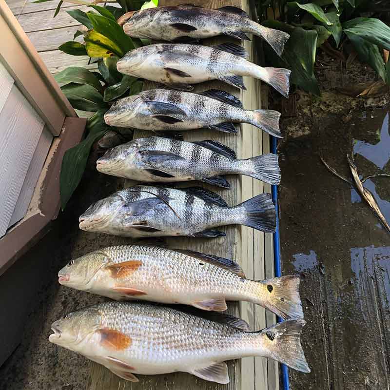 AHQ INSIDER Edisto Island (SC) Spring 2021 Fishing Report – Updated May 6