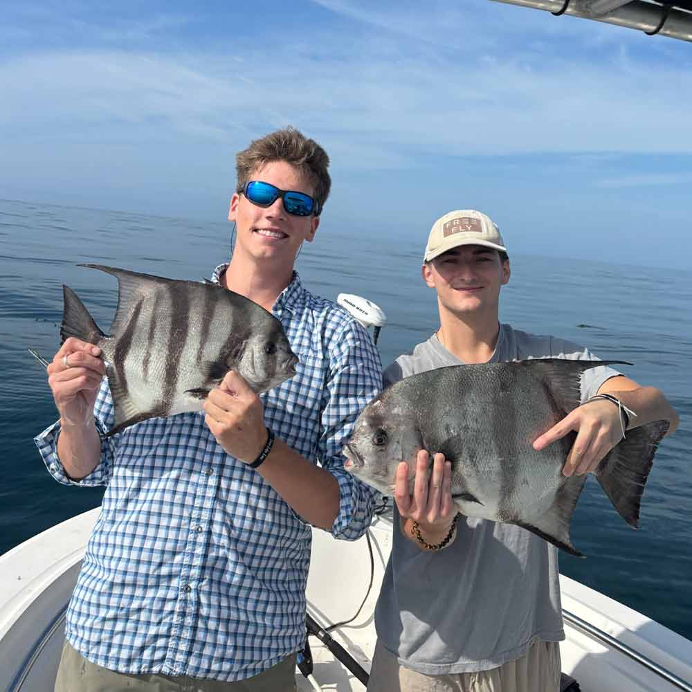 A pair of good spadefish