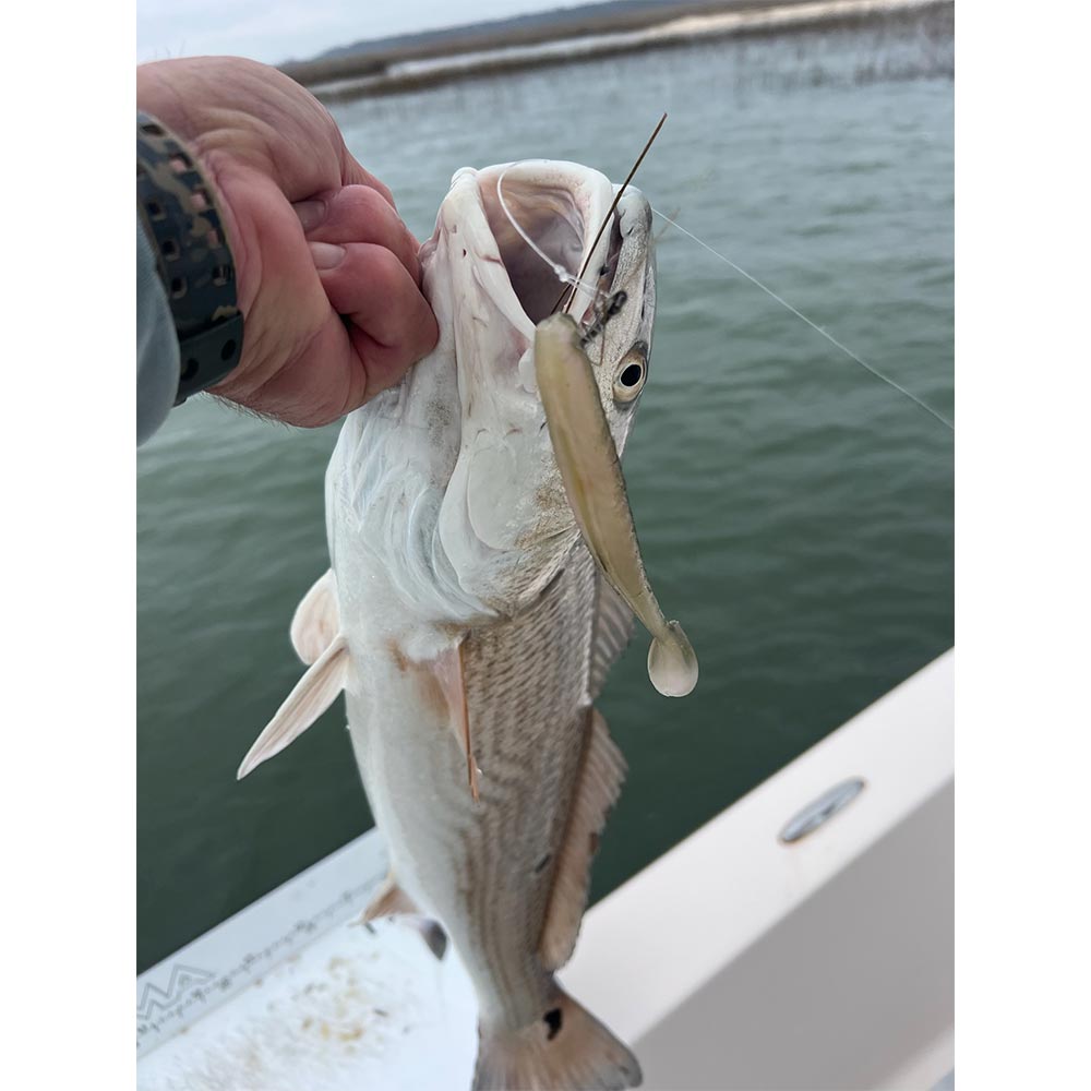 AHQ INSIDER Edisto Island (SC) 2025 Week 9 Fishing Report – Updated February 27