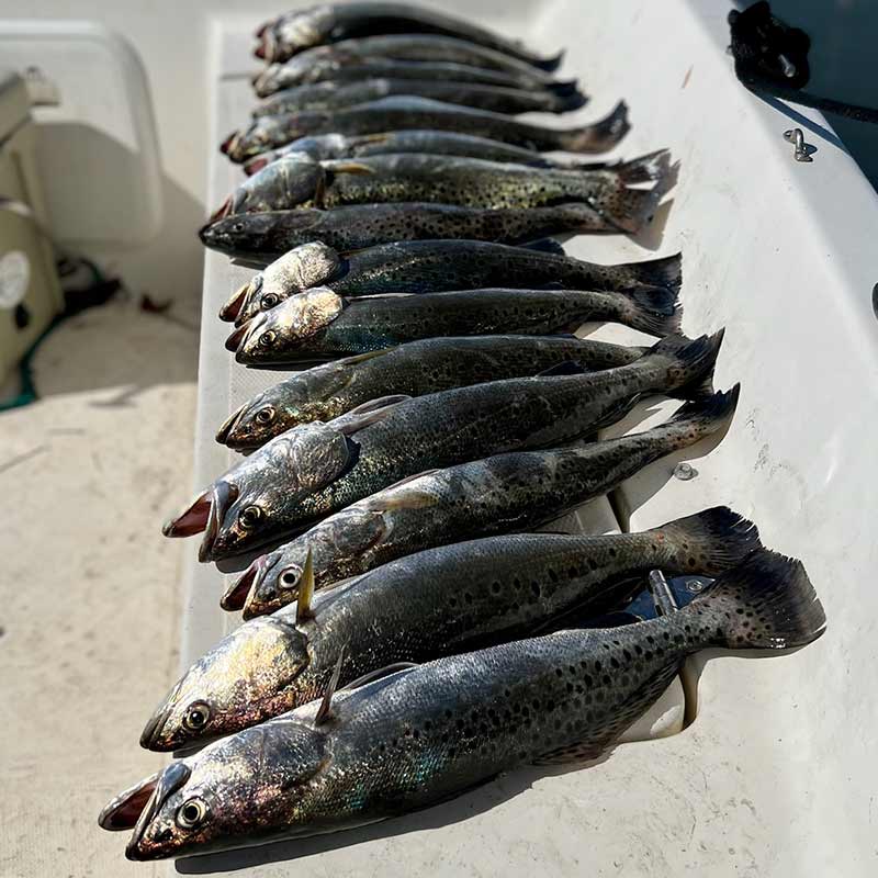 AHQ INSIDER Edisto Island (SC) 2022 Week 42 Fishing Report – Updated October 21