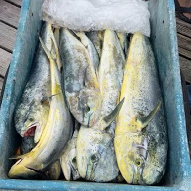 AHQ INSIDER Edisto Island (SC) 2023 Week 21 Fishing Report – Updated May 26