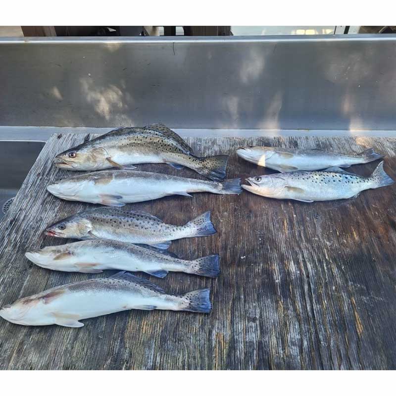 AHQ INSIDER Edisto Island (SC) 2023 Week 34 Fishing Report – Updated August 24