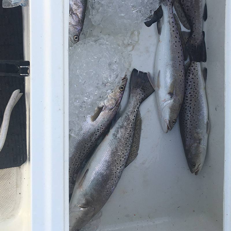 AHQ INSIDER Edisto Island (SC) Summer 2020 Fishing Report – Updated June 17