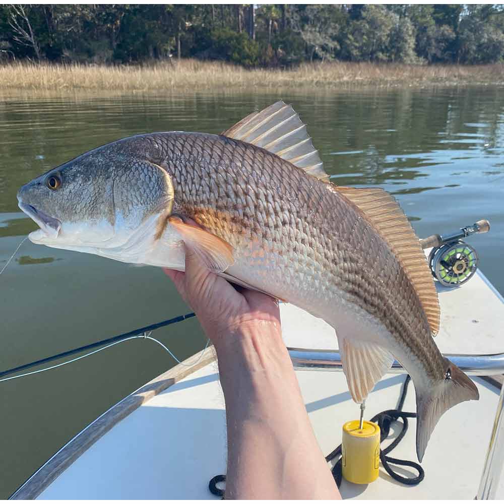 AHQ INSIDER Georgetown (SC) 2025 Week 7 Fishing Report – Updated February 12
