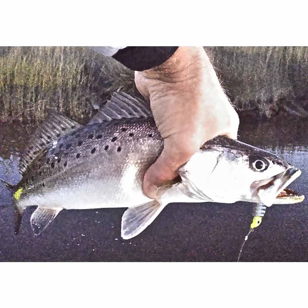 Captain Greg Holmes caught this trout fishing alone