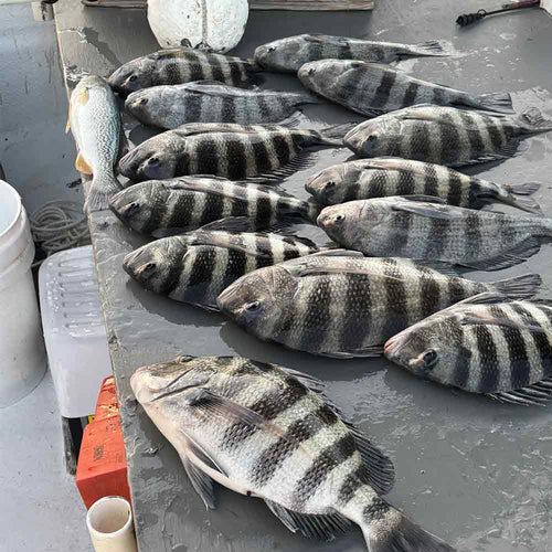 AHQ INSIDER Georgetown (SC) 2024 Week 51 Fishing Report – Updated December 19