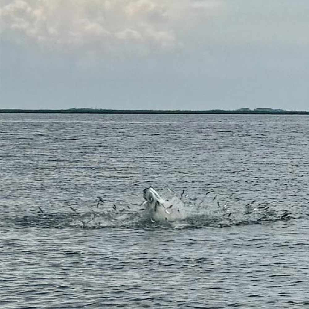 Photo courtesy of Captain Greg Holmes