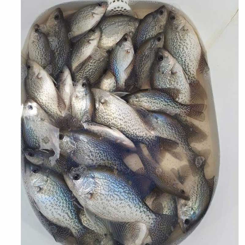 AHQ INSIDER Lake Greenwood (SC) Spring 2022 Fishing Report – Updated February 10