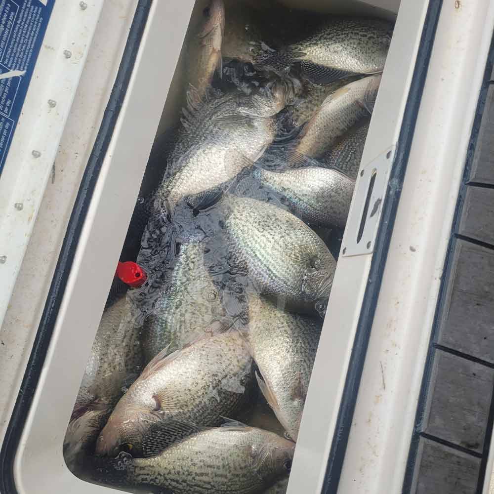 AHQ INSIDER Lake Greenwood (SC) 2025 Week 5 Fishing Report – Updated January 28