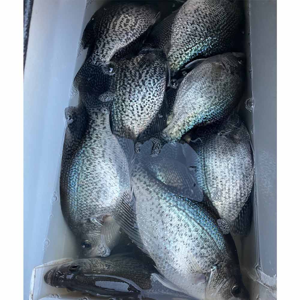 AHQ INSIDER Lake Greenwood (SC) 2025 Week 11 Fishing Report – Updated March 12