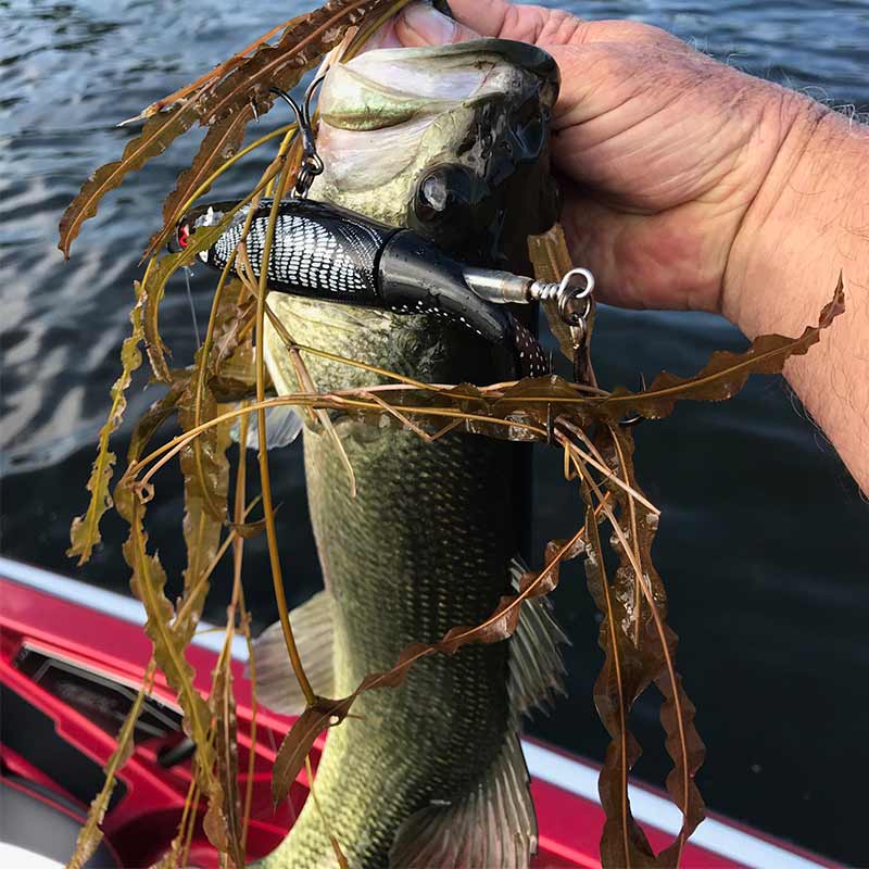 AHQ INSIDER Lake Greenwood (SC) Summer 2020 Fishing Report – Updated July 29