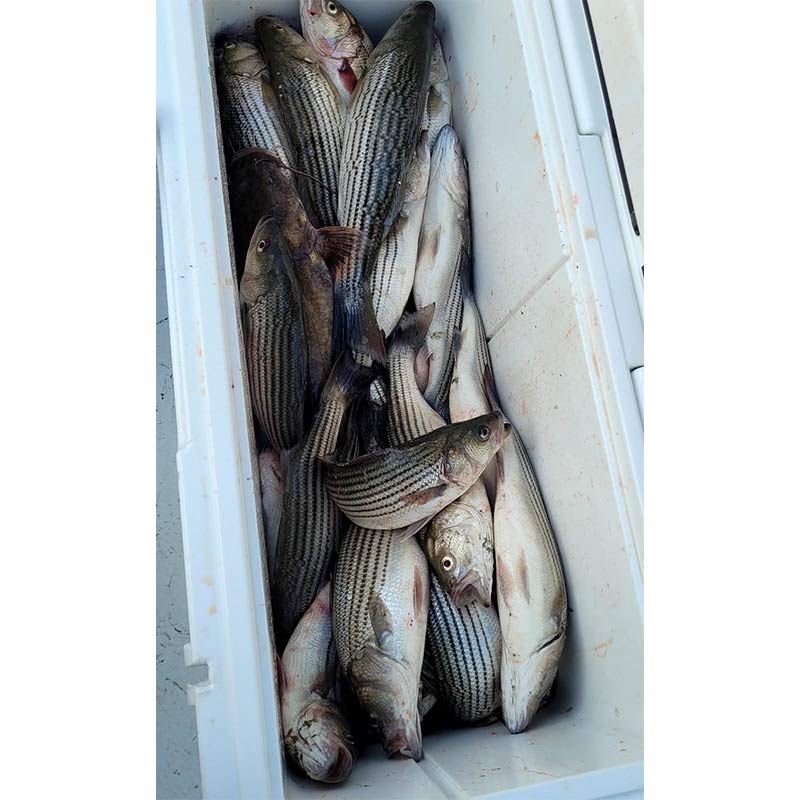 AHQ INSIDER Lake Greenwood (SC) 2022 Week 45 Fishing Report – Updated November 10