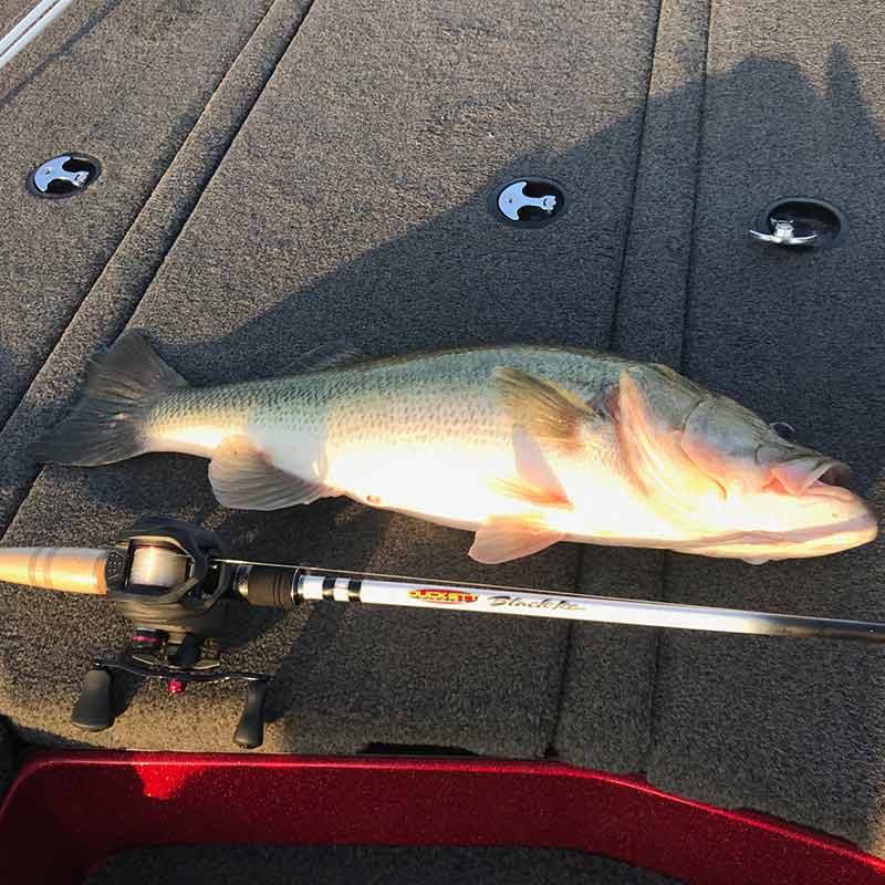 AHQ INSIDER Lake Greenwood (SC) Fall 2020 Fishing Report – Updated September 17