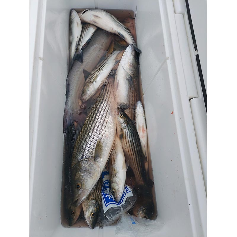 AHQ INSIDER Lake Greenwood (SC) Summer 2021 Fishing Report – Updated July 8