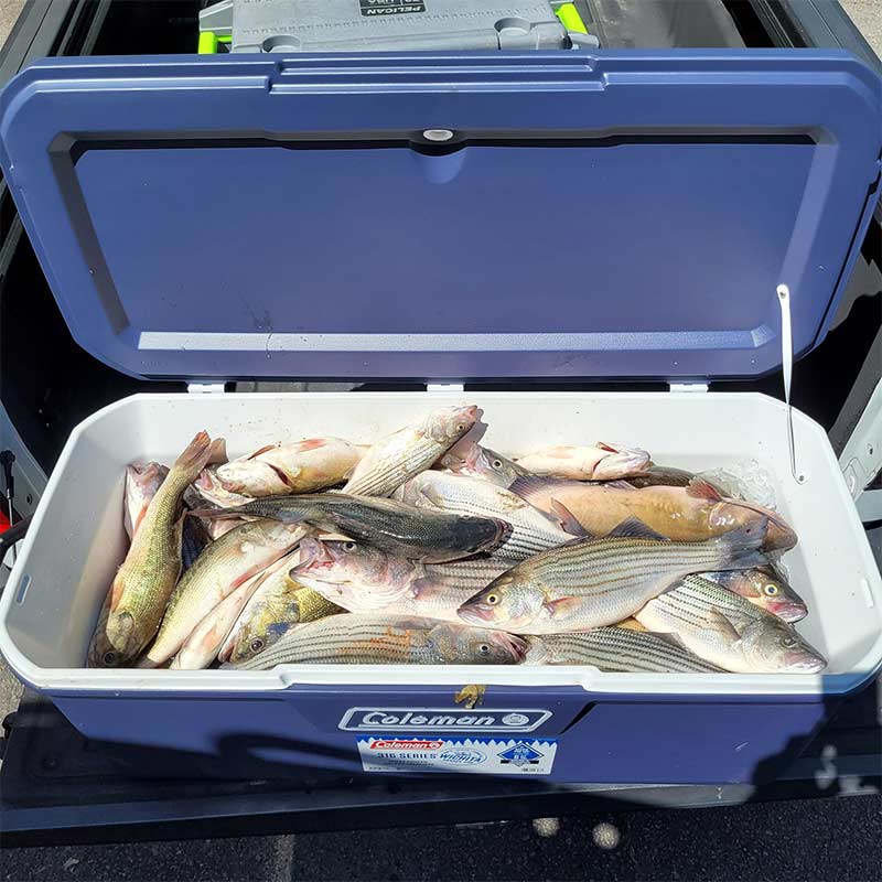 AHQ INSIDER Lake Greenwood (SC) 2022 Week 18 Fishing Report – Updated May 4