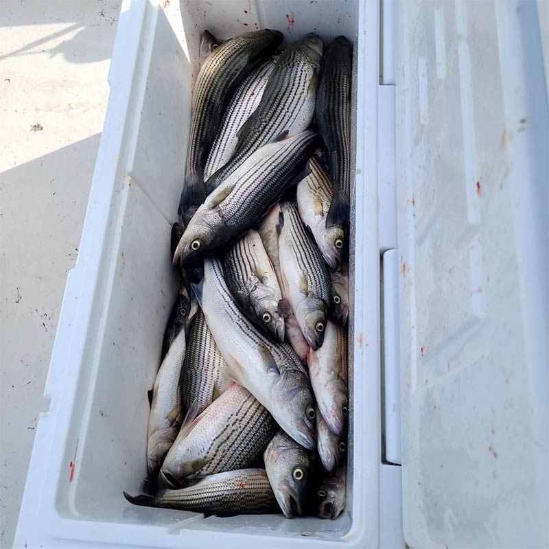 AHQ INSIDER Lake Greenwood (SC) 2022 Week 29 Fishing Report – Updated July 21