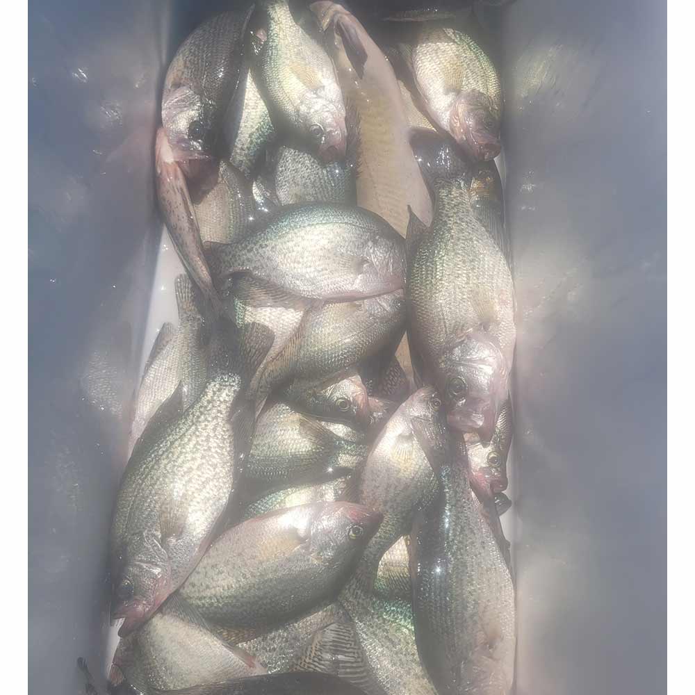 AHQ INSIDER Lake Greenwood (SC) 2024 Week 33 Fishing Report – Updated August 14