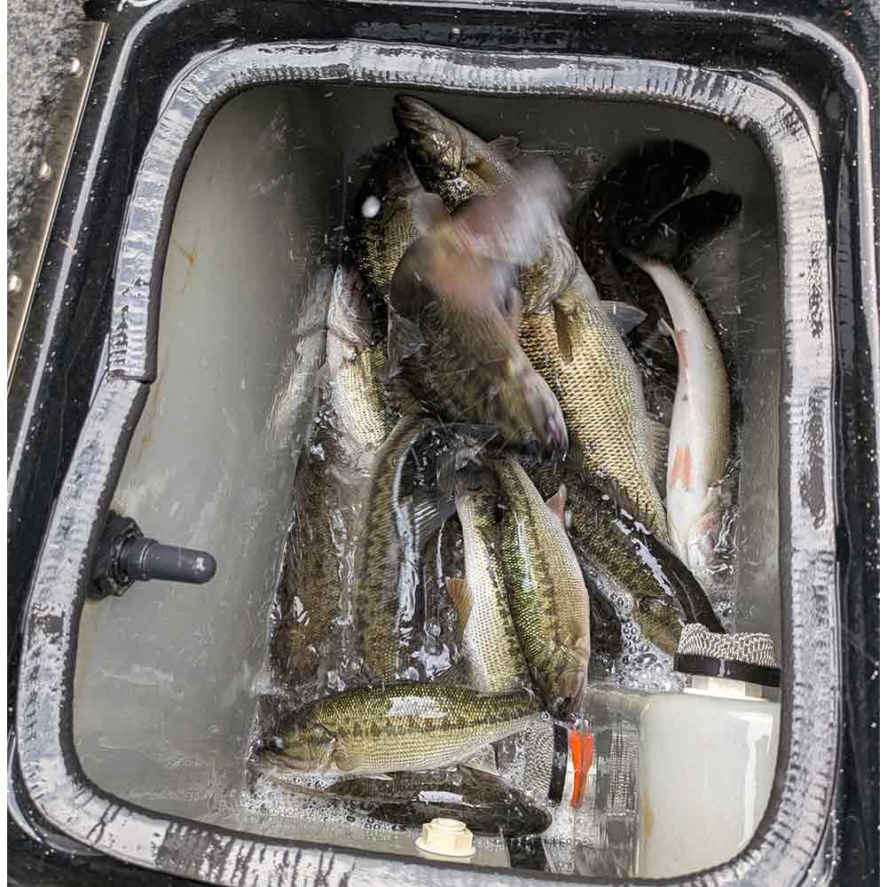 The main ingredient for a Lake Greenwood spotted bass dinner - photo courtesy of Stan Gunter