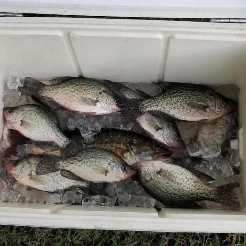 AHQ INSIDER Lake Greenwood (SC) Fall 2021 Fishing Report – Updated September 29