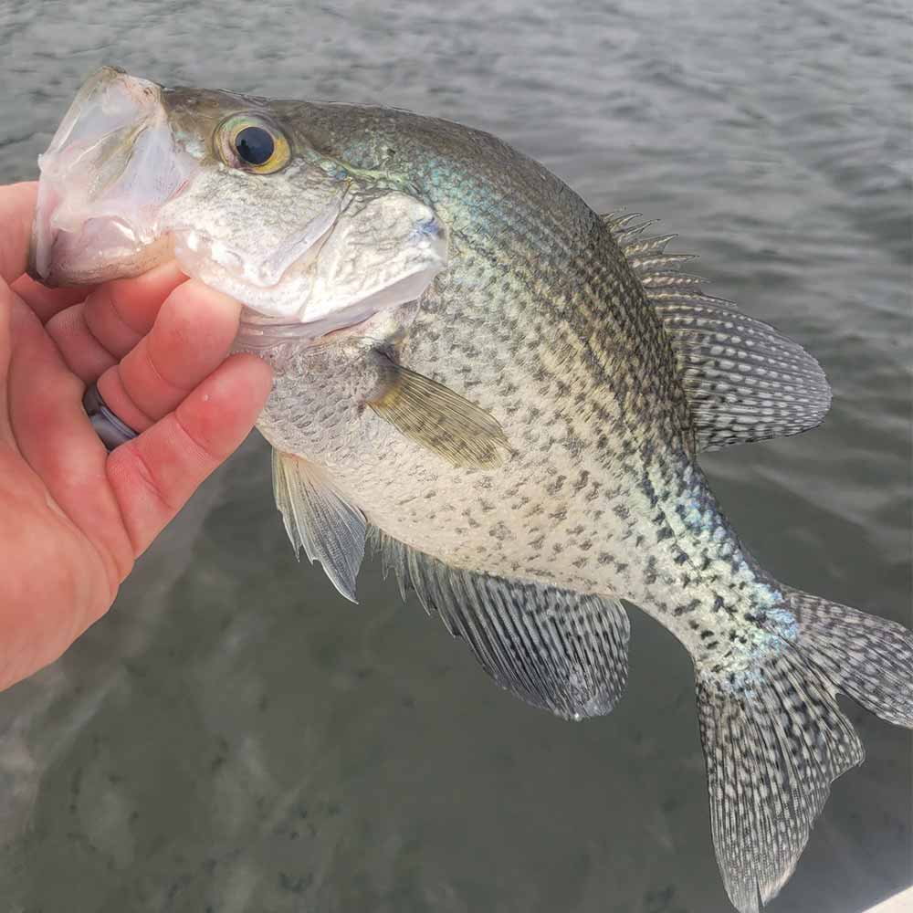 AHQ INSIDER Lake Greenwood (SC) 2025 Week 34 Fishing Report – Updated August 21