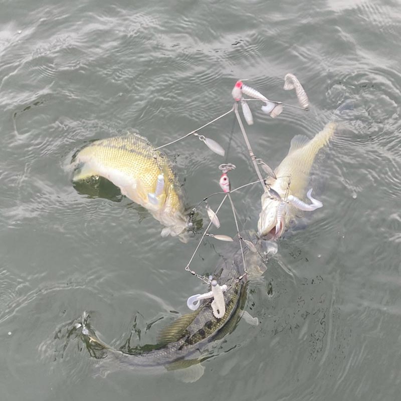 AHQ INSIDER Lake Greenwood (SC) 2023 Week 51 Fishing Report – Updated December 21