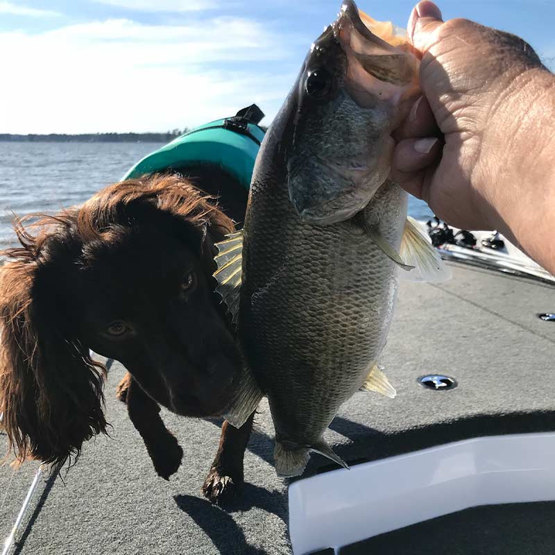 AHQ INSIDER Lake Greenwood (SC) Spring 2022 Fishing Report – Updated January 20