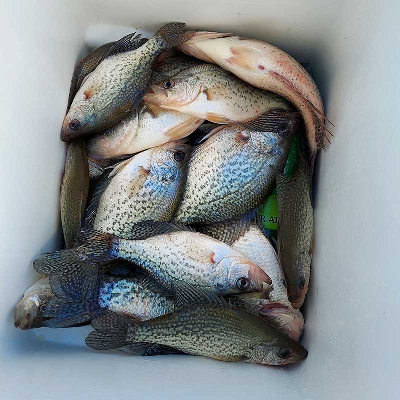 AHQ INSIDER Lake Greenwood (SC) Spring 2021 Fishing Report – Updated February 4