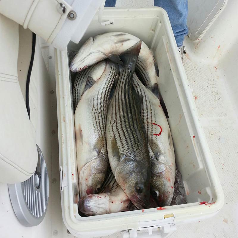 AHQ INSIDER Lake Greenwood (SC) Fall 2021 Fishing Report – Updated November 11