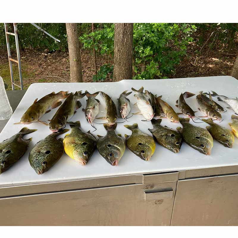 AHQ INSIDER Lake Hartwell (GA/SC) 2022 Week 25 Fishing Report – Updated June 23