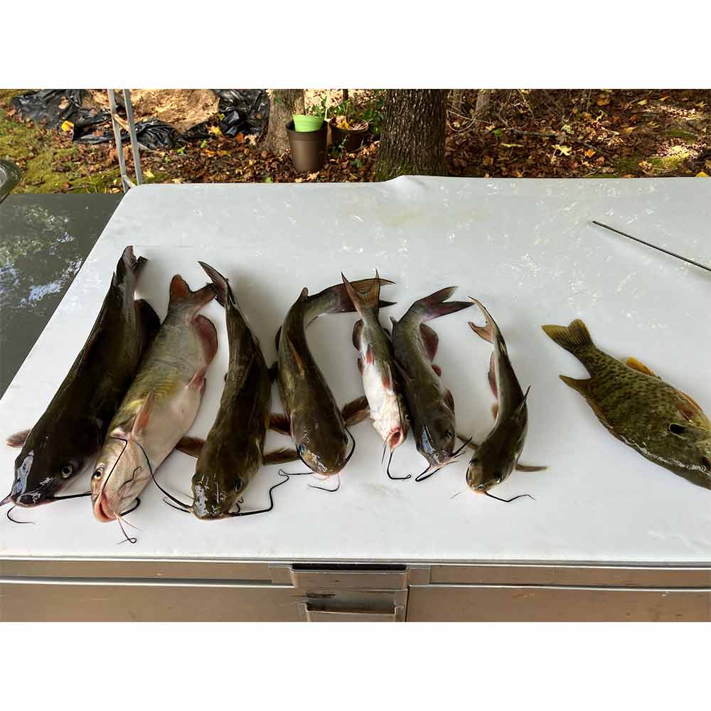 AHQ INSIDER Lake Hartwell (GA/SC) 2024 Week 41 Fishing Report – Updated October 9