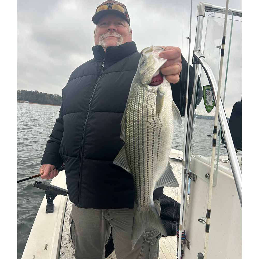 A stud hybrid caught this week with Captain Chip Hamilton